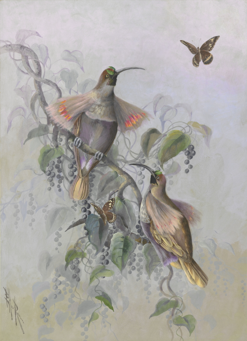 Watercolour of two Buff-tailed Sicklebills