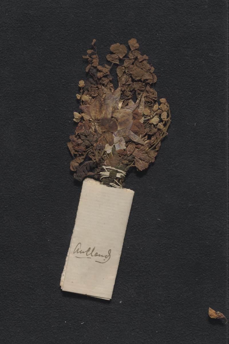 A pressed bouquet of flowers