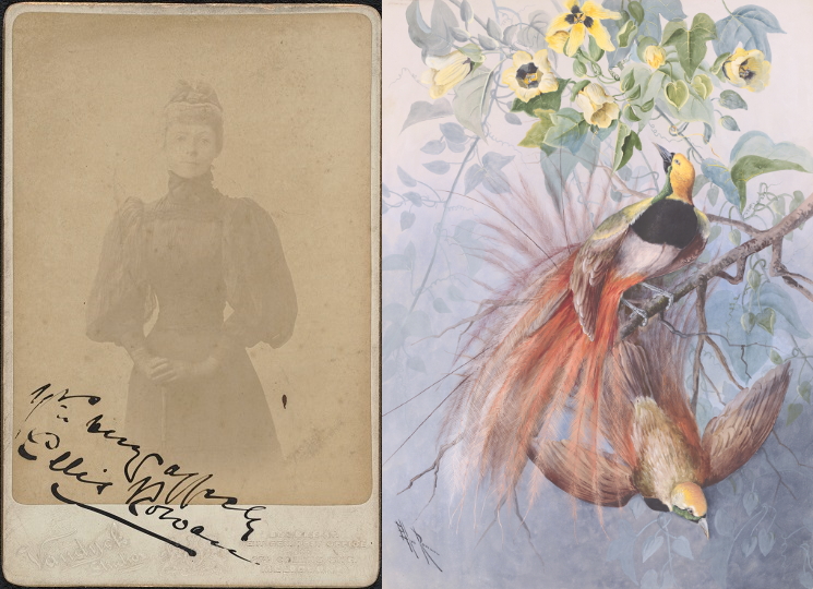 A side-by-side image of Ellis Rowan on the left, with a Bird of Paradise artwork on the right.
