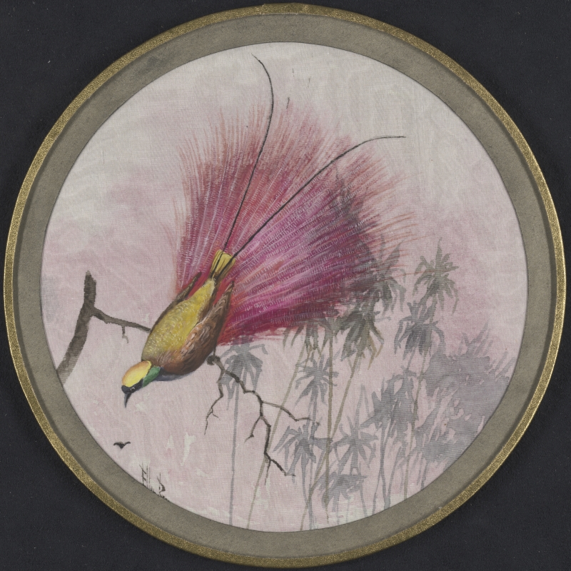 Plate design of most likely Goldie’s Bird of Paradise