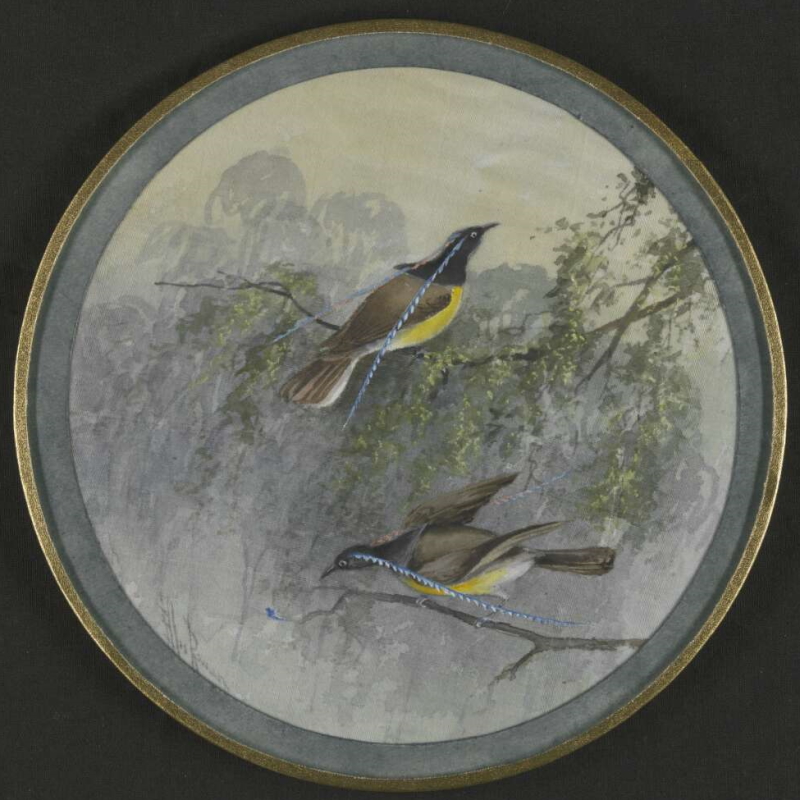 Plate design of two King of Saxony Birds of Paradise