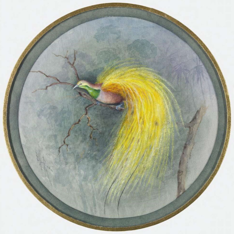 Plate design of most likely Lesser Bird of Paradise