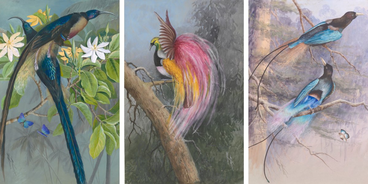 Three of Ellis Rowan's Birds of Paradise artworks