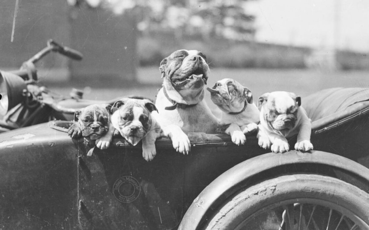 A black and white image of 5 dogs in an old fashioned open top car.