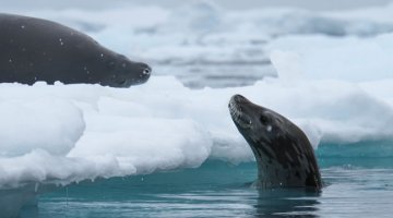 Paradise Bay, seals. Photographer Daniel Stavert; 5/3/2019