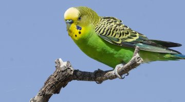 A yellow and green bird perched on a tree branch