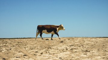 A cow walking over a dry, dusty surface, with a clear blue sky above.