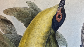 A coloured illustration of a small bird with a yellow chest, sitting on a small branch with it's head tilted back. There's leaves behind it and cursive words written above.