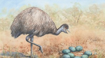 A watercolour illustration of an emu standing on one leg next to a nest of teal eggs