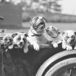 A black and white image of 5 dogs in an old fashioned open top car.