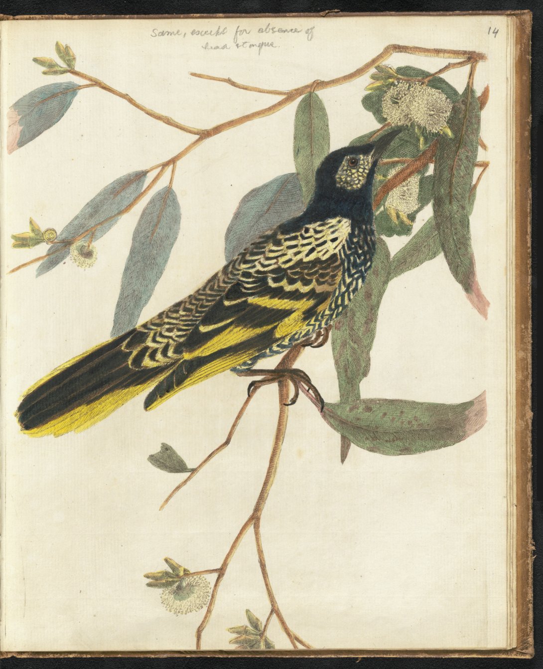 A yellowed page with the illustration of a gum tree branch with a small black and yellow feathered bird resting on it. 