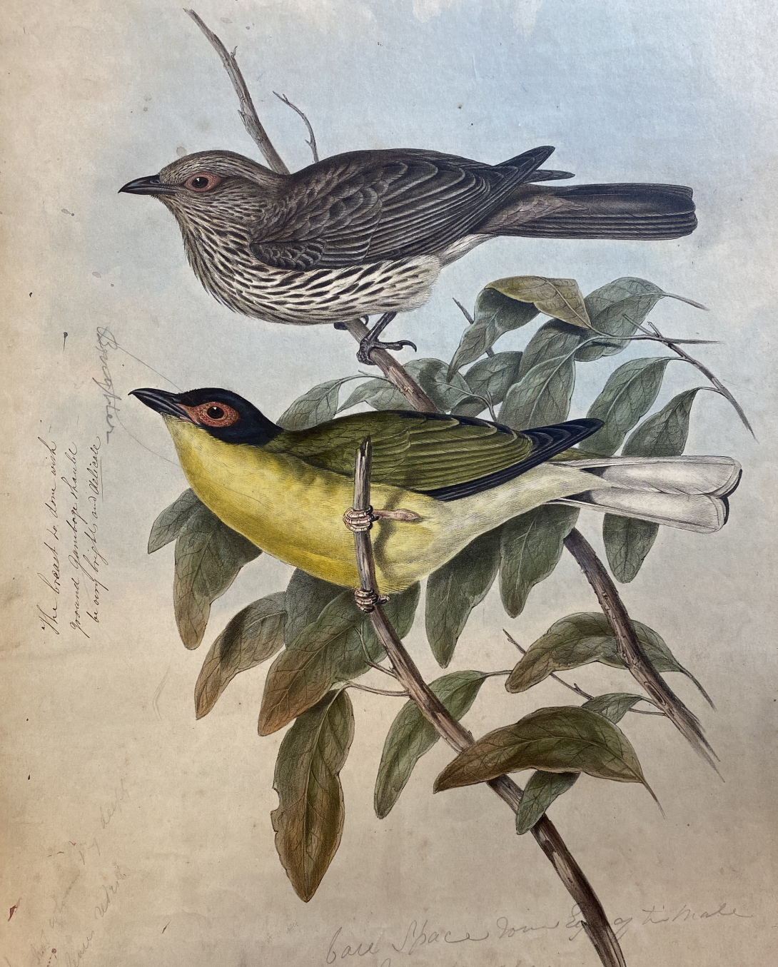 A coloured illustration of two birds standing on small branches, one above the other, leaves sketched behind them and some illegible cursive handwriting to the side.