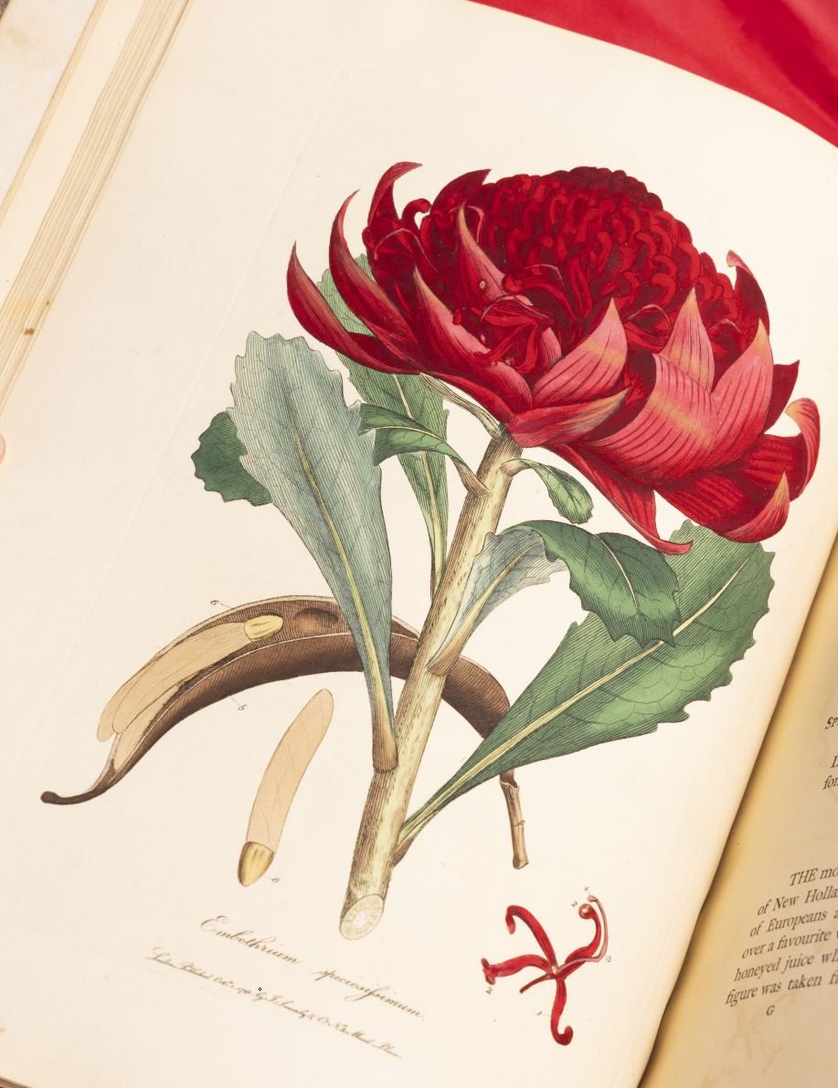 An illustration of a red waratah flower at an angle. (detail)