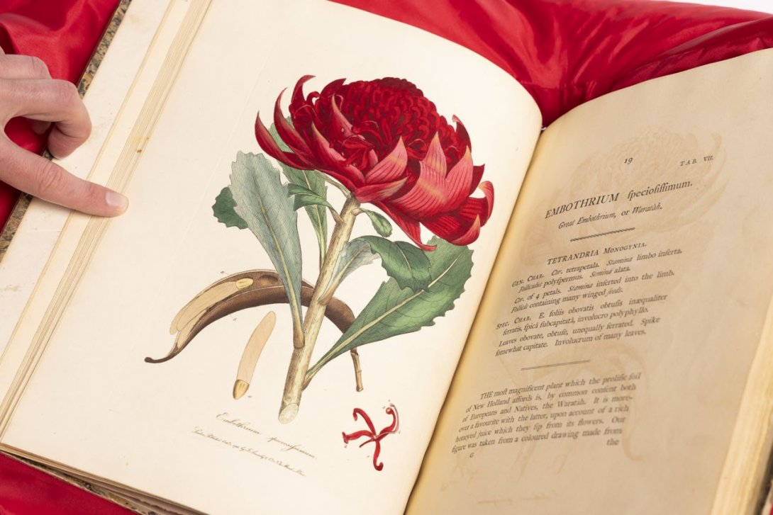 An open book featuring a large red waratah on the left and text on the right hand page.