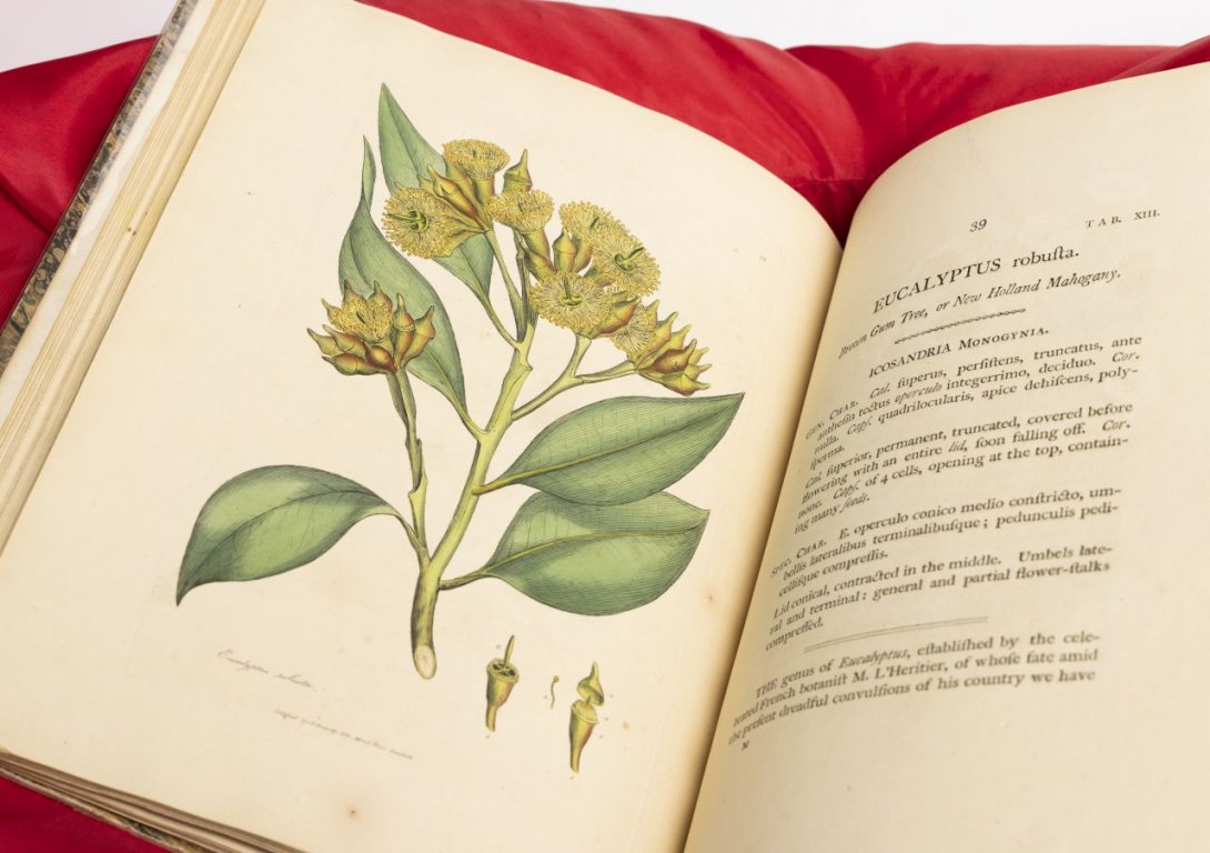 An open book featuring an illustration of eucalyptus robusta on the left hand page