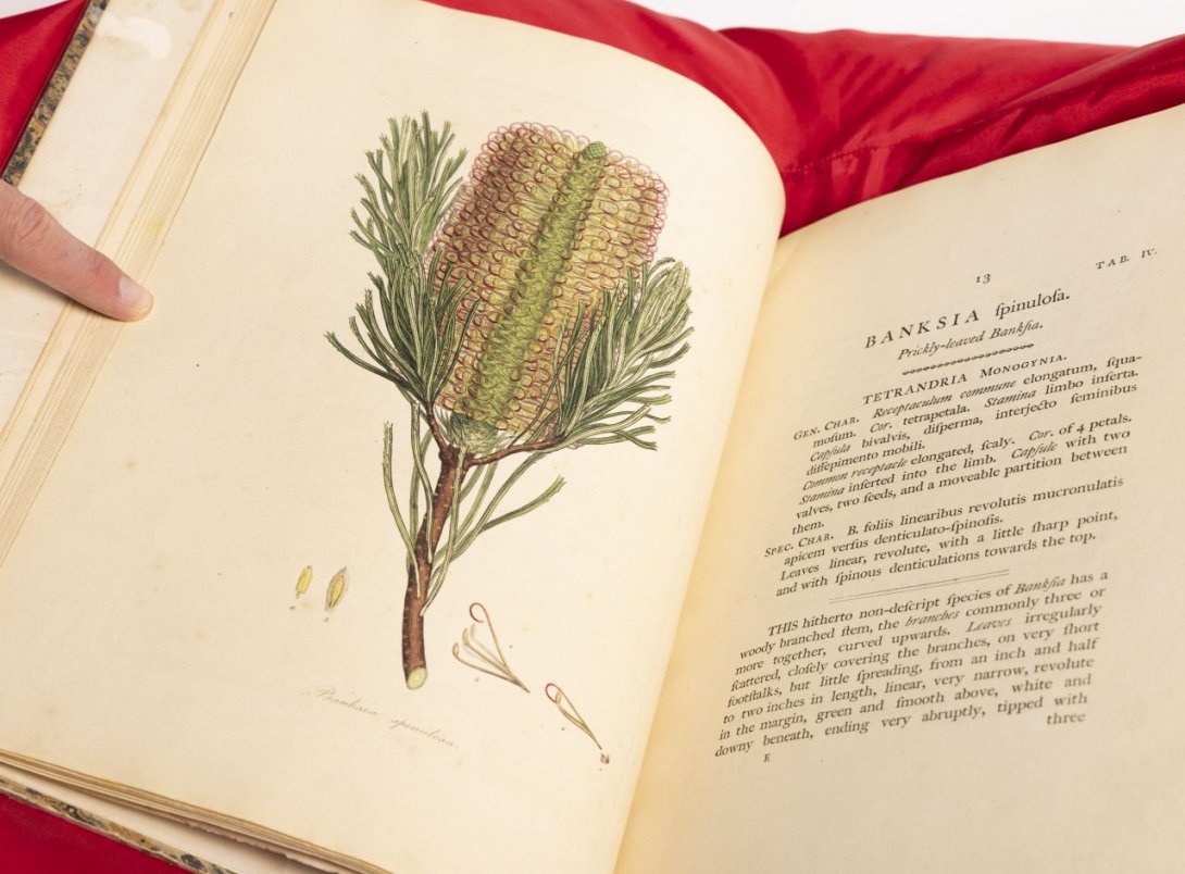 An open book featuring an illustration of a Banksia spinulosa on the left hand page