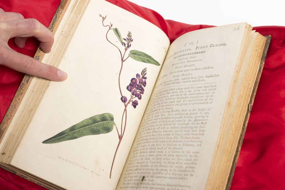 An open book featuring a purple flower (purple glycine) on the left hand page