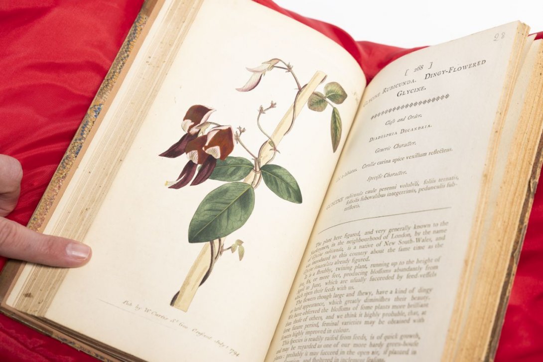 An open book featuring an illustration of a glycine rubicunda on the left hand page