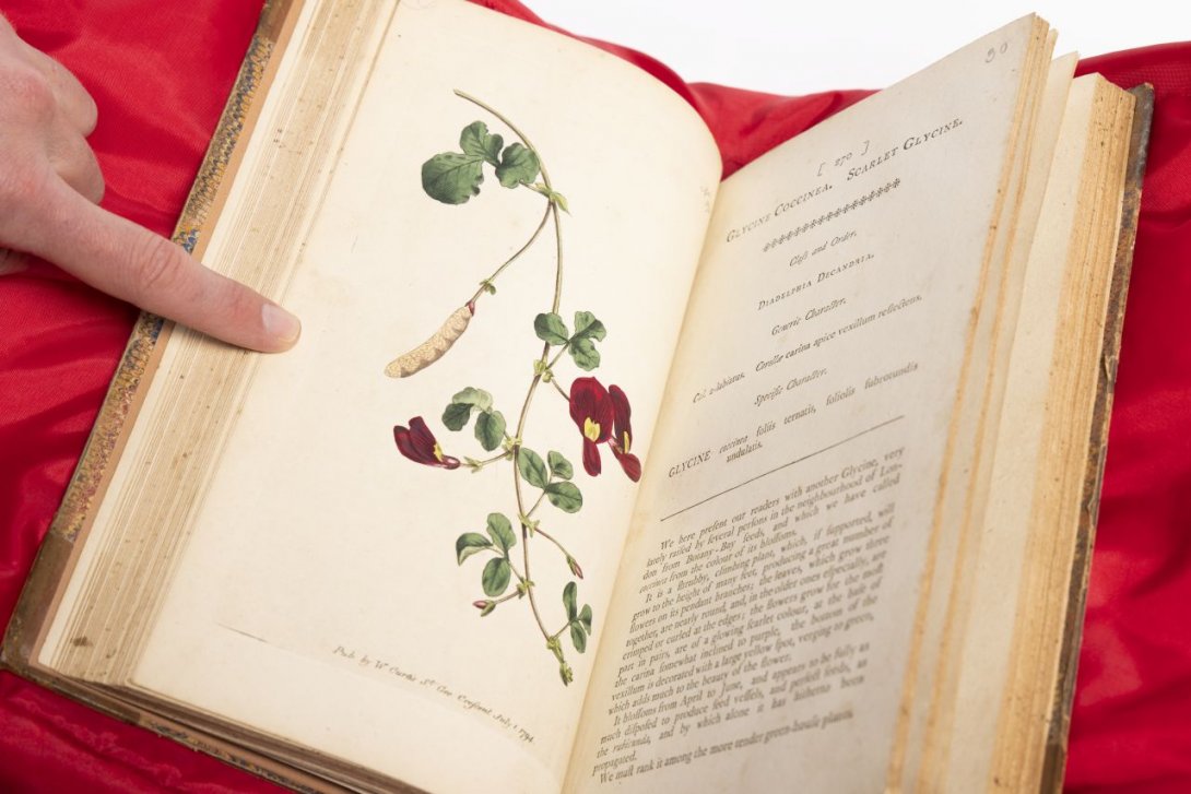 An open book featuring an illustration of a Glycine Coccinea on the left hand page