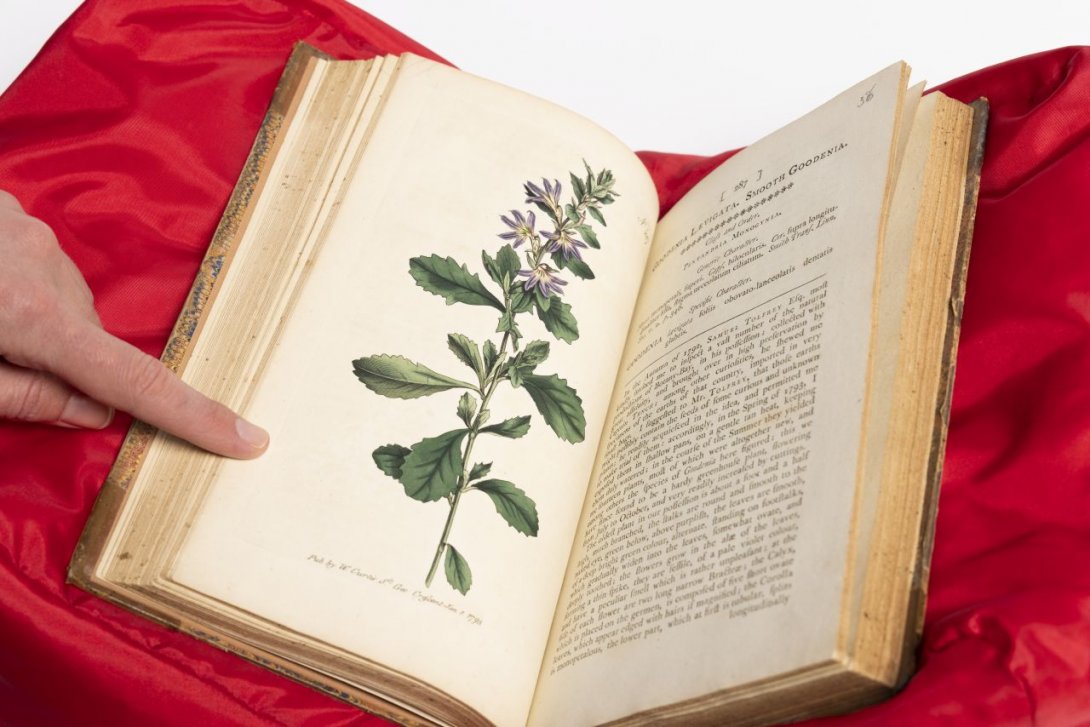 An open book with an illustration of a lilac coloured flowering plant called Goodenia Levicata Smooth Goodenia