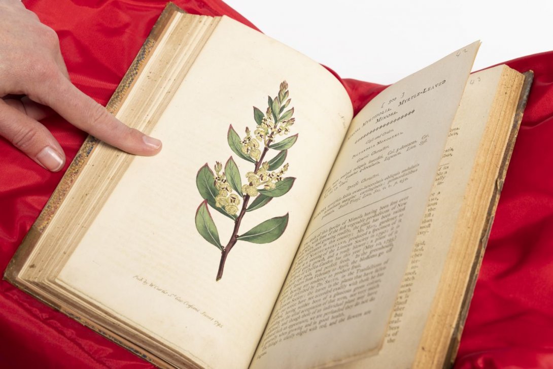 Image of an open book featuring an illustration of a wattle plant on the left hand page (Myrtle-leaved mimosa)