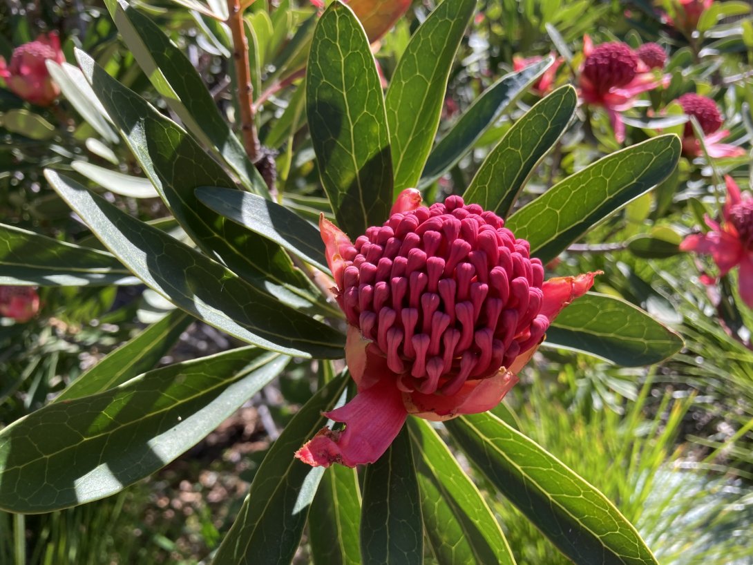 Image of a red flower, a waratah, surrounded by green leaves, in sunshine