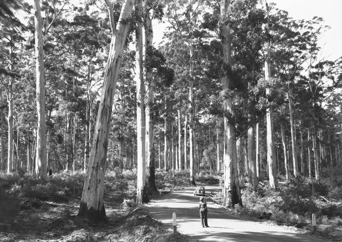Black and white photo of a woman standing on a road with a car behind her in the middle of a karri forest, with trees as tall as 80 meters