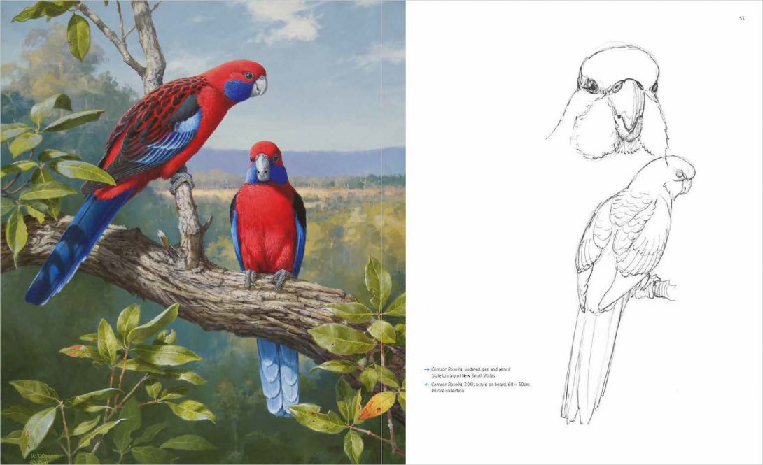 Detailed, colourful artwork of two crimson rosella birds on the left and a pen and pencil sketch of the same birds on the right