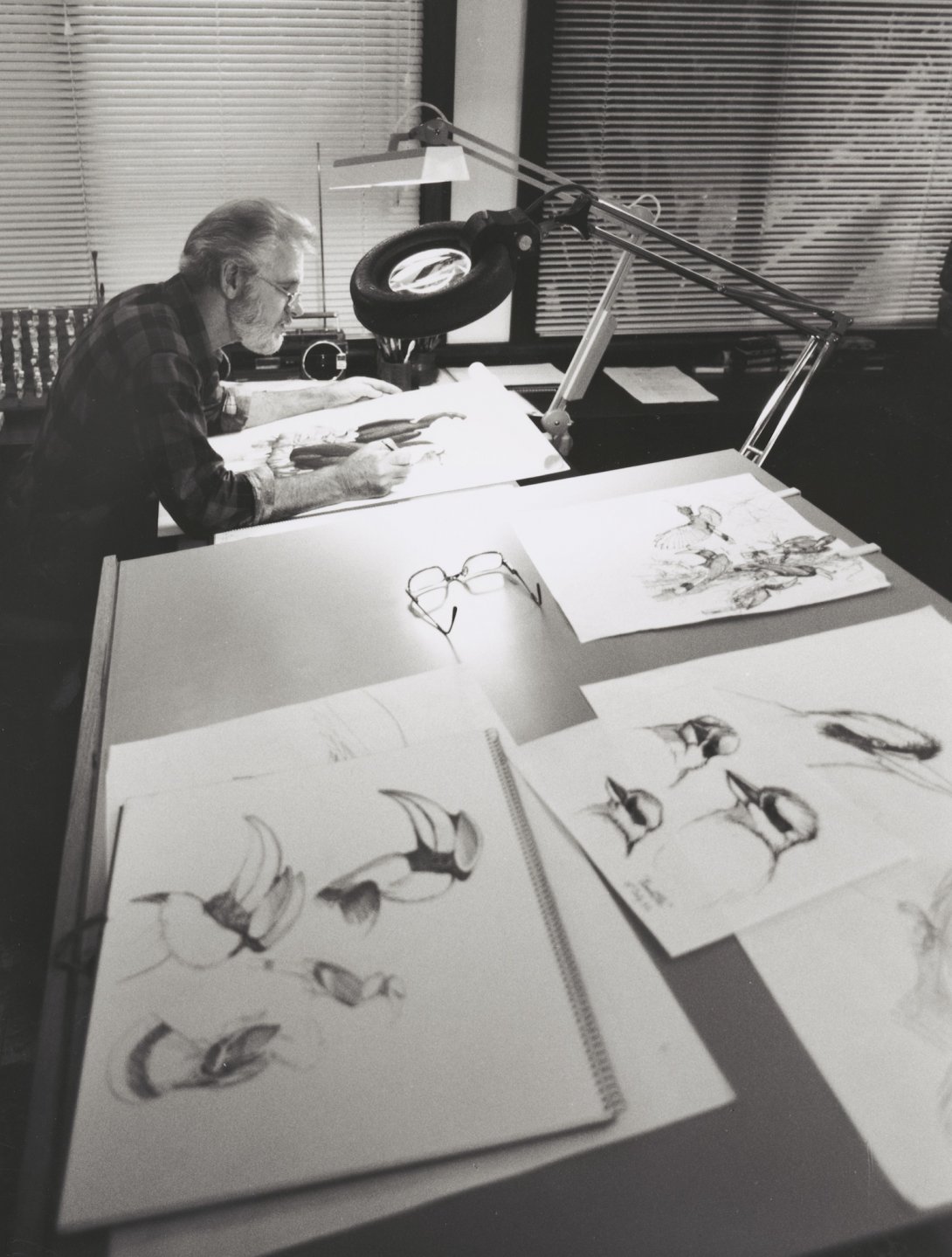 William T. Cooper working at a drafting table making sketches of birds