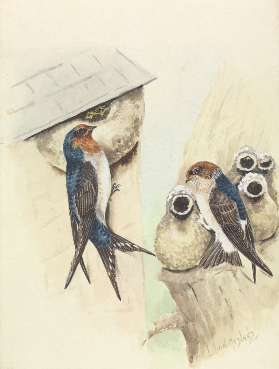 Illustration of two blue, orange, brown and white birds