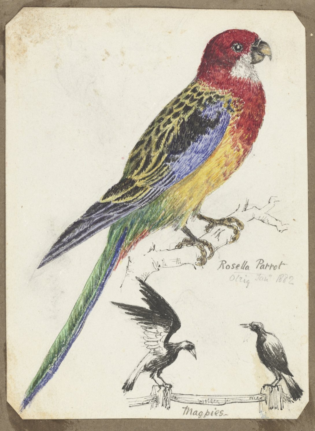 Coloured illustration of a rosella parrot and two smaller illustrations of magpies