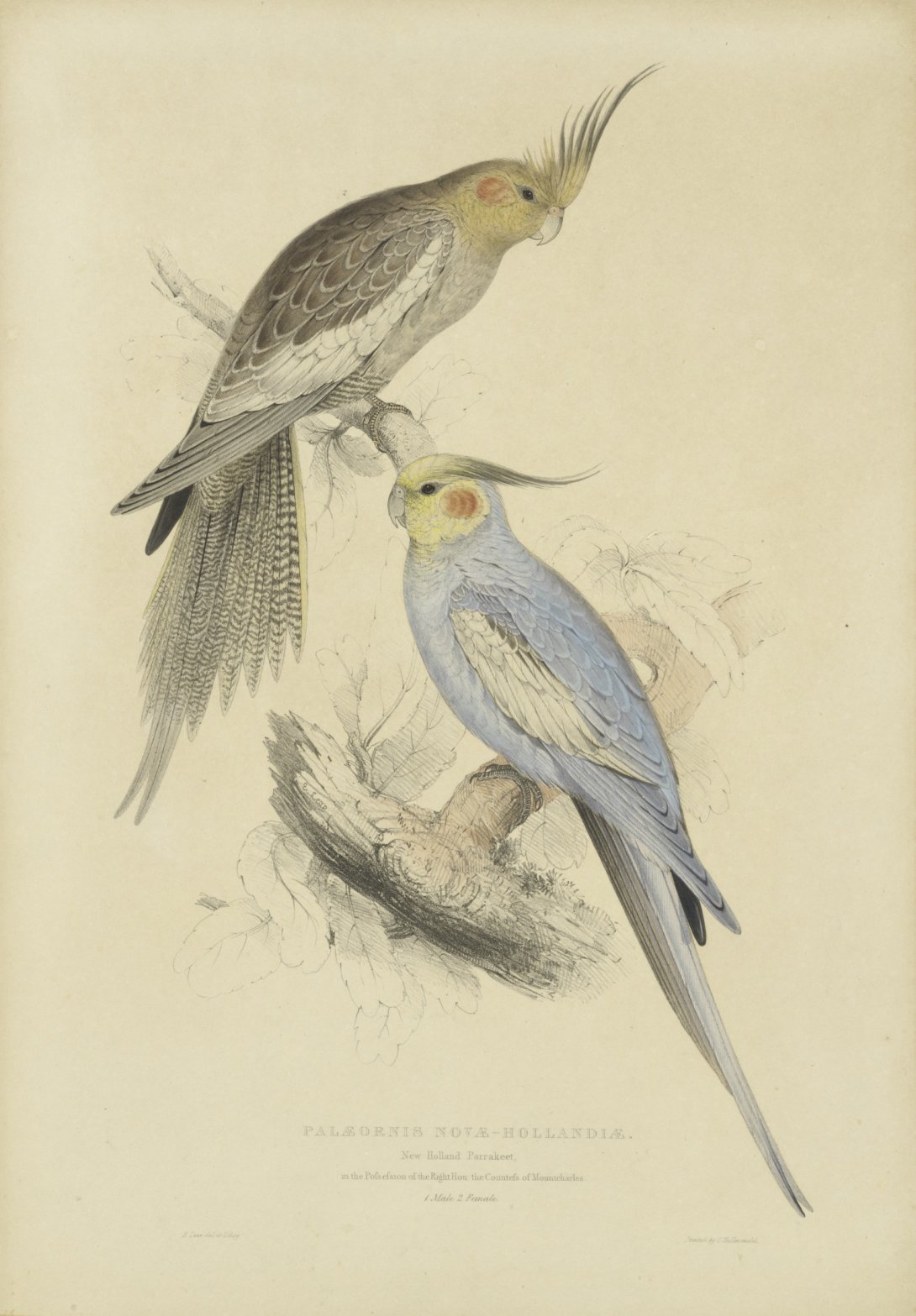 Lithograph print of two parakeets, on being mostly grey and white the other mostly blue