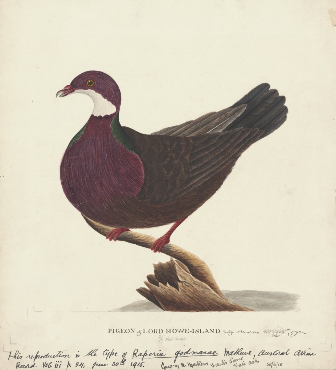 Illustration of a Lord Howe pigeon, with a dark and red body and head, and a white neck