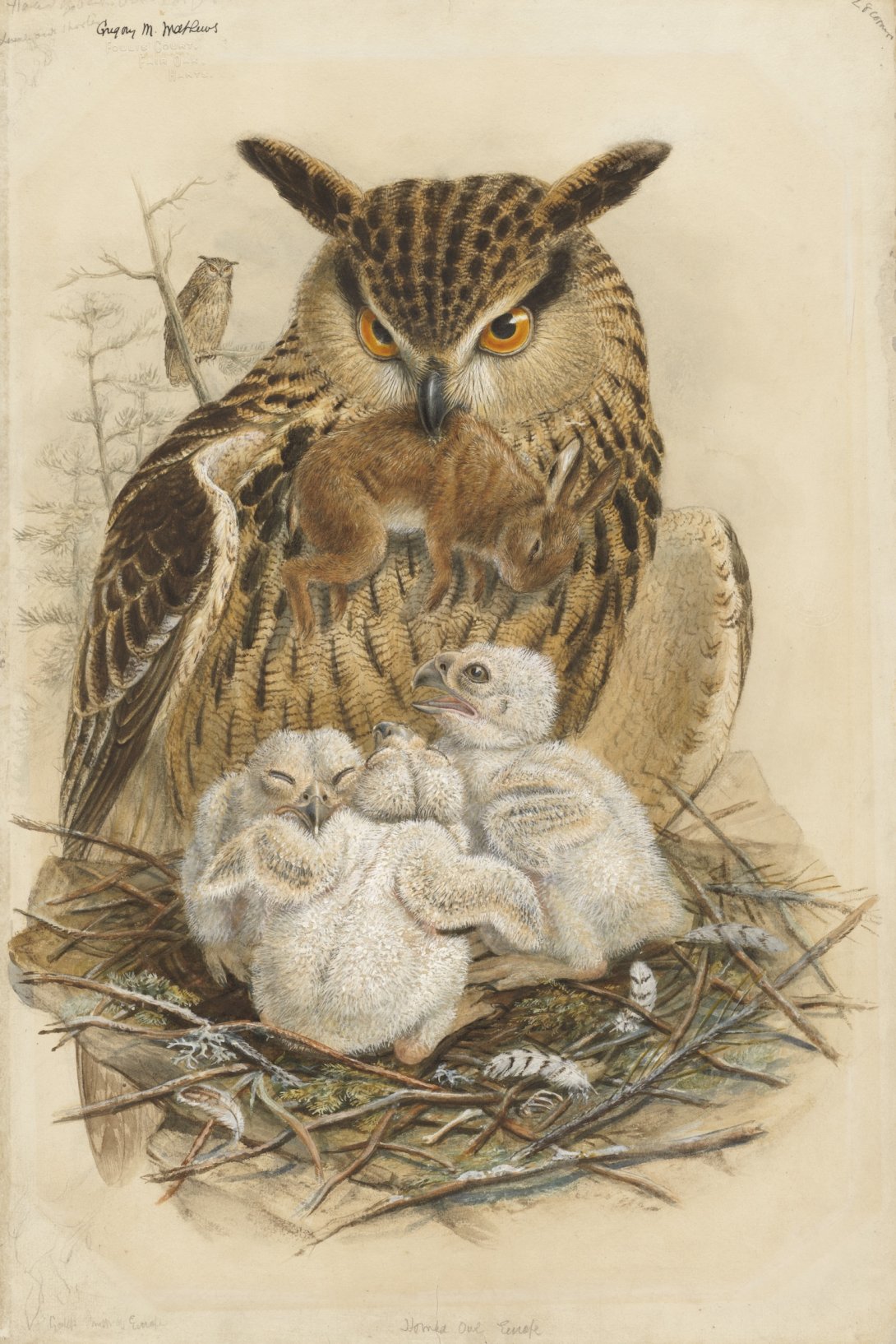 Watercolour of an adult horned owl holding a small rabbit in its beak above three baby owls in a nest