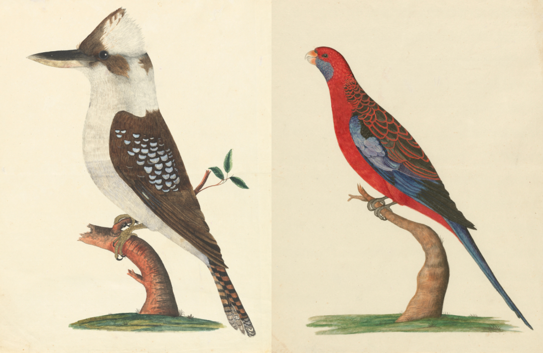 Two coloured illustrations of birds, a kookaburra on the left and a crimson rosella on the right