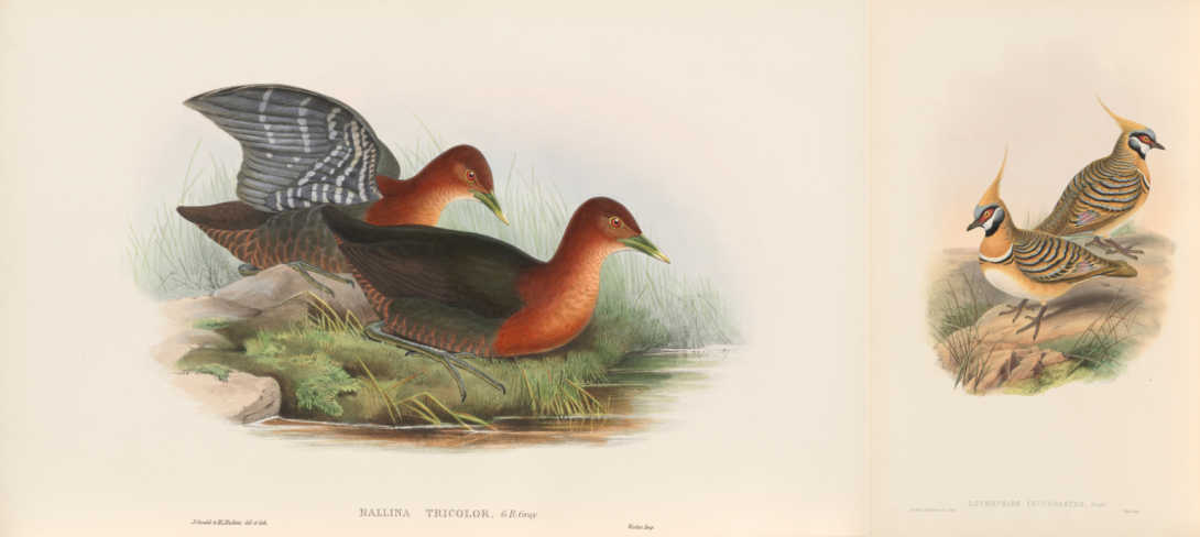 Two illustrations of pairs of birds. The birds on the left are dark in colour with red necks and heads. The birds on the right are brown and yellow.