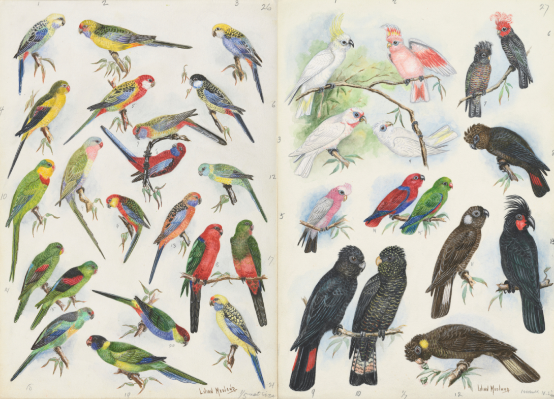 Two pages full of several detailed illustrations of different types of birds.