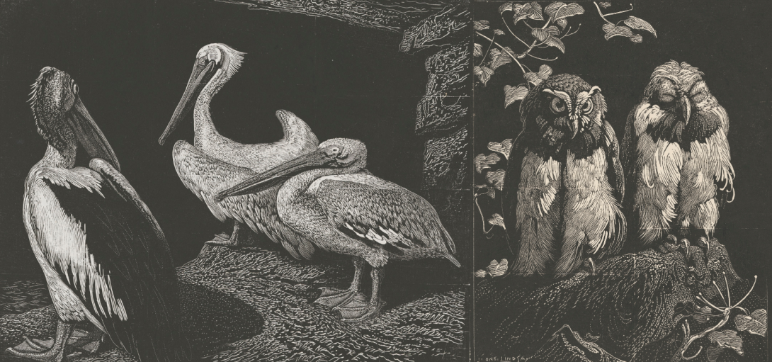 Two prints made from wood engravings. On the left is three pelicans and on the right is two owls