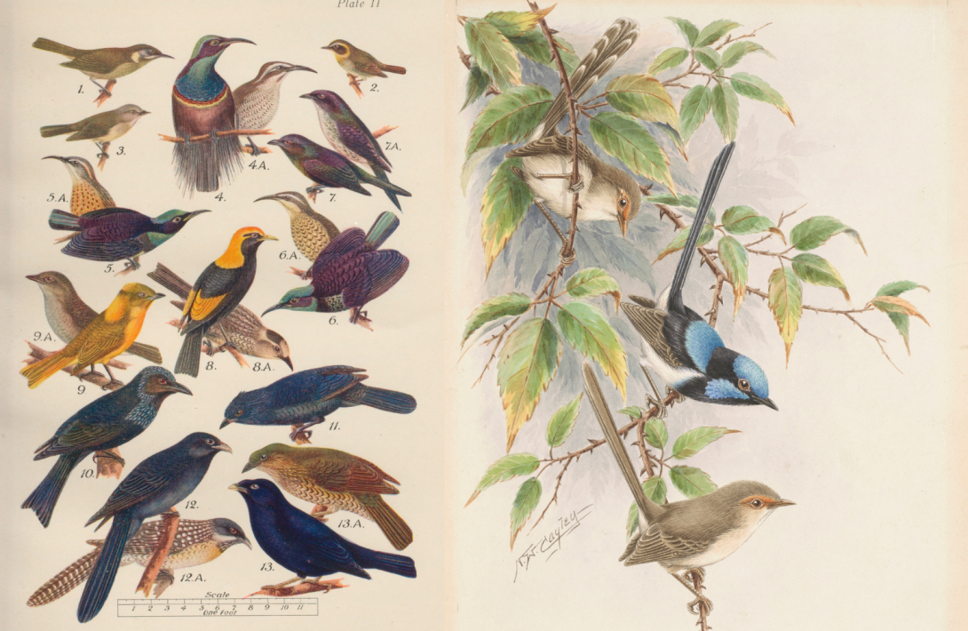 Two pages of bird illustrations side by side. On the left is a page full of detailed illustrations of 'birds of the bushes and big scrubs'. On the right is an illustration of a male and two female blue wrens on leafy tree branches. 