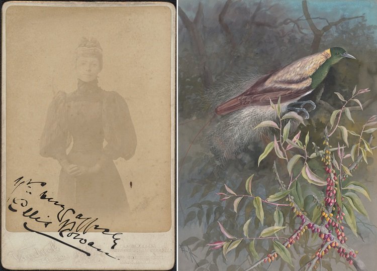 On the left, a faded sepia portrait of a woman in a dark dress with a high neckline, corset waist, full skirt and puffy full-length sleeves, and on the right a painting of a bird with green head and underbelly and brown back and tail feathers in a tree